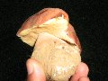 Funghiporcini - Boletus phinopilus